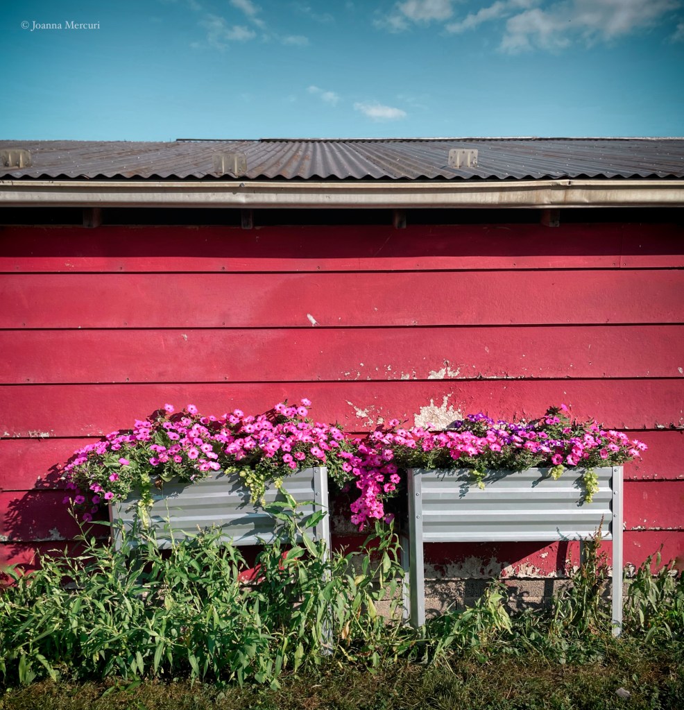 A spray of pink petunias in aluminum flower planters next to a red barn.