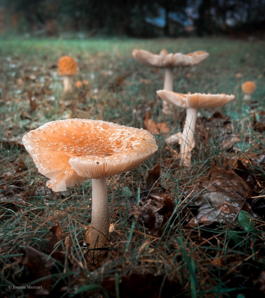 Three gooey-looking orange mushrooms on a lawn