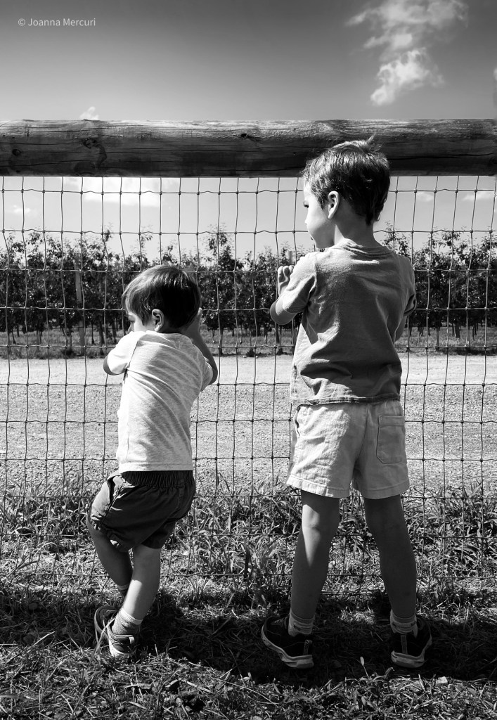 Two young boys stand at a fence at an orchard waiting for a tractor to arrive